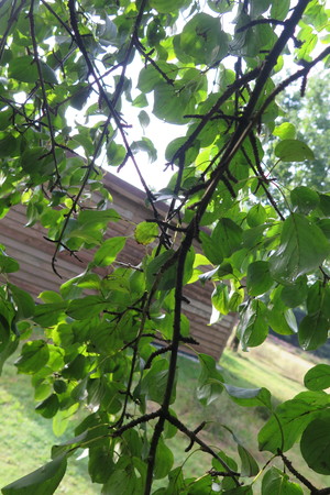  picture  Wegedoorn |Rhamnus_cathartica