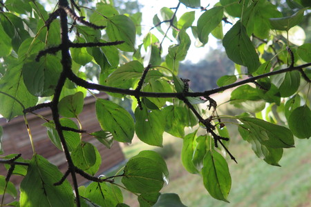  picture  Wegedoorn |Rhamnus_cathartica