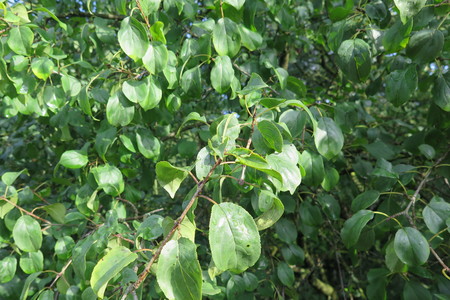  picture  Wegedoorn |Rhamnus_cathartica