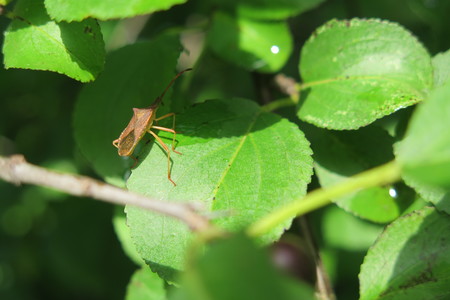  picture  Wegedoorn |Rhamnus_cathartica