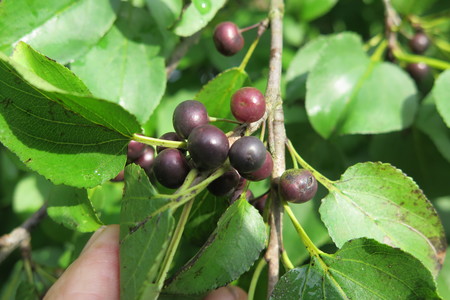  picture  Wegedoorn |Rhamnus_cathartica