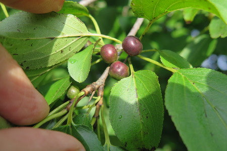  picture  Wegedoorn |Rhamnus_cathartica