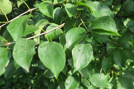  picture  Wegedoorn |Rhamnus_cathartica