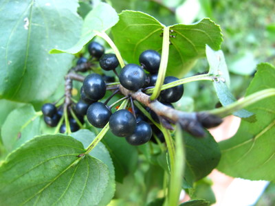  picture  Wegedoorn |Rhamnus_cathartica