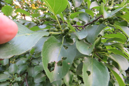  picture  Wegedoorn |Rhamnus_cathartica