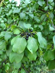  picture  Wegedoorn |Rhamnus_cathartica