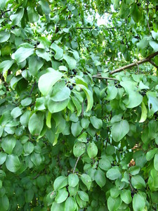  picture  Wegedoorn |Rhamnus_cathartica