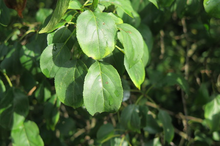  picture  Wegedoorn |Rhamnus_cathartica