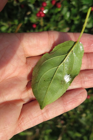  picture  Wegedoorn |Rhamnus_cathartica