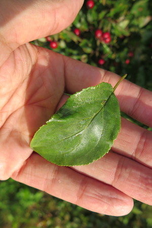  picture  Wegedoorn |Rhamnus_cathartica