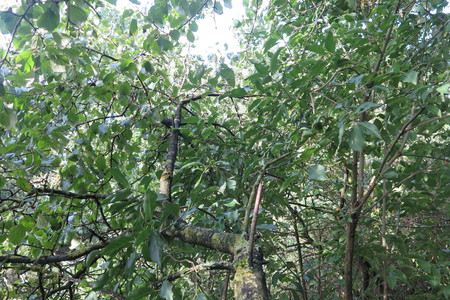  picture  Wegedoorn |Rhamnus_cathartica