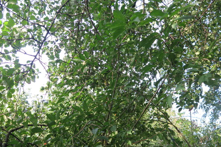  picture  Wegedoorn |Rhamnus_cathartica