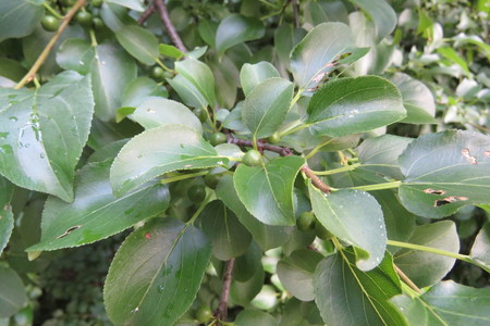  picture  Wegedoorn |Rhamnus_cathartica
