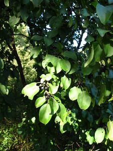  picture  Wegedoorn |Rhamnus_cathartica