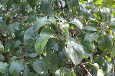  picture  Wegedoorn |Rhamnus_cathartica