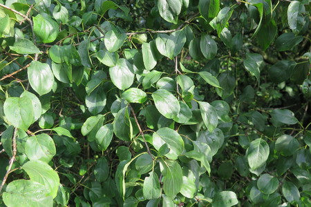  picture  Wegedoorn |Rhamnus_cathartica