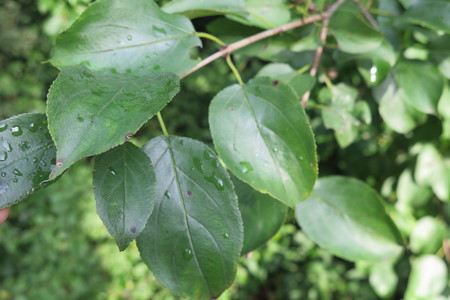  picture  Wegedoorn |Rhamnus_cathartica