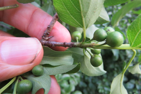  picture  Wegedoorn |Rhamnus_cathartica