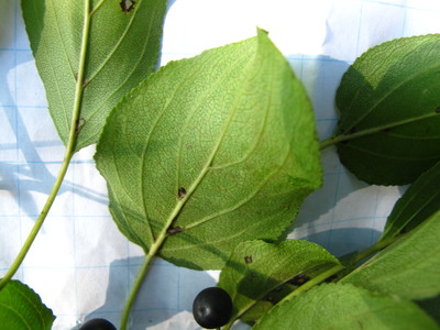  picture  Wegedoorn |Rhamnus_cathartica