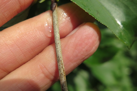  picture  Wegedoorn |Rhamnus_cathartica