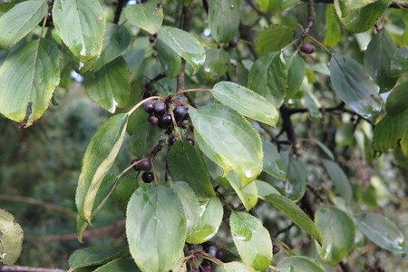  picture  Wegedoorn |Rhamnus_cathartica