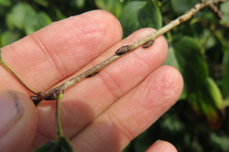  picture  Wegedoorn |Rhamnus_cathartica