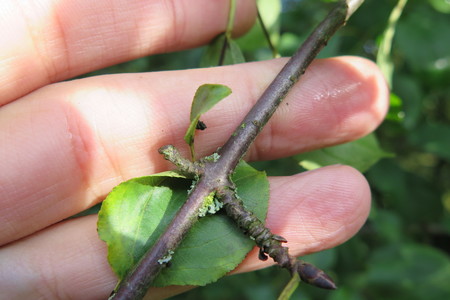  picture  Wegedoorn |Rhamnus_cathartica