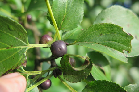  picture  Wegedoorn |Rhamnus_cathartica