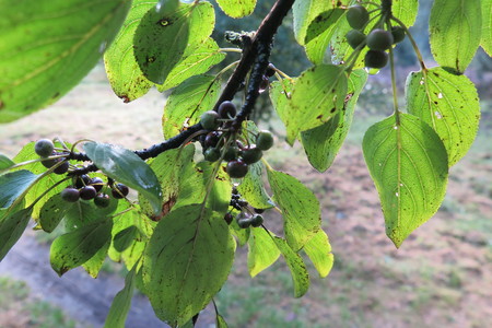  picture  Wegedoorn |Rhamnus_cathartica