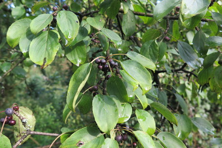  picture  Wegedoorn |Rhamnus_cathartica