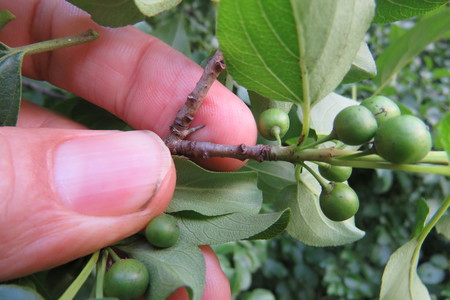  picture  Wegedoorn |Rhamnus_cathartica