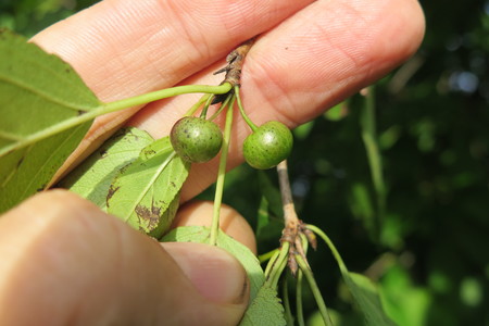  picture  Wegedoorn |Rhamnus_cathartica