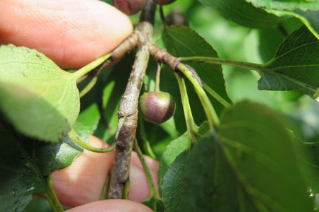  picture  Wegedoorn |Rhamnus_cathartica