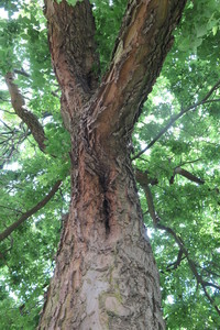  picture  Westerse_Netelboom--Zwepenboom |Celtis_occidentalis