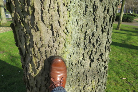  picture  Westerse_Netelboom--Zwepenboom |Celtis_occidentalis