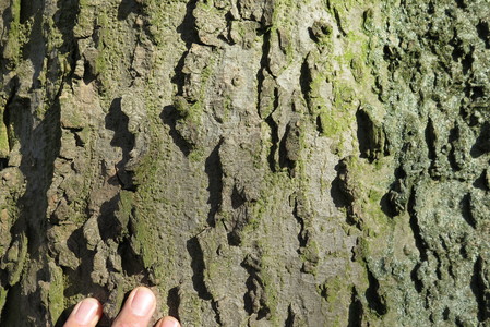  picture  Westerse_Netelboom--Zwepenboom |Celtis_occidentalis