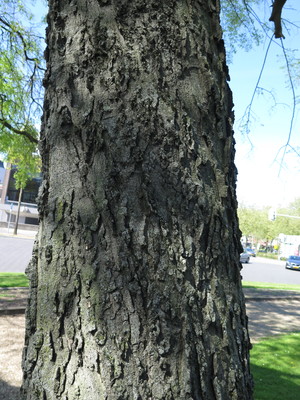  picture  Westerse_Netelboom--Zwepenboom |Celtis_occidentalis