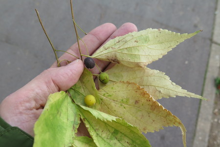  picture  Westerse_Netelboom--Zwepenboom |Celtis_occidentalis