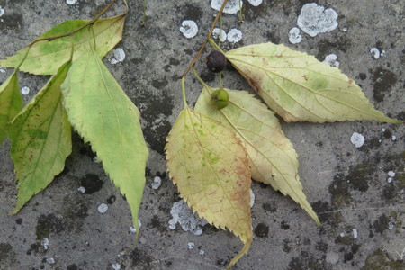  picture  Westerse_Netelboom--Zwepenboom |Celtis_occidentalis