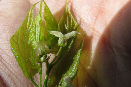  picture  Westerse_Netelboom--Zwepenboom |Celtis_occidentalis