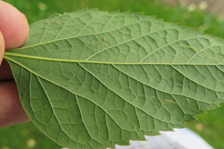  picture  Westerse_Netelboom--Zwepenboom |Celtis_occidentalis