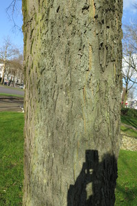  picture  Westerse_Netelboom--Zwepenboom |Celtis_occidentalis