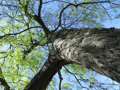  picture  Westerse_Netelboom--Zwepenboom |Celtis_occidentalis