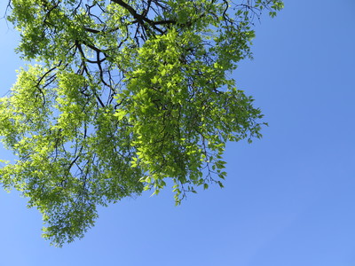  picture  Westerse_Netelboom--Zwepenboom |Celtis_occidentalis