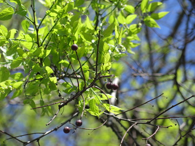  picture  Westerse_Netelboom--Zwepenboom |Celtis_occidentalis