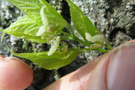  picture  Westerse_Netelboom--Zwepenboom |Celtis_occidentalis