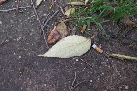  picture  Westerse_Netelboom--Zwepenboom |Celtis_occidentalis