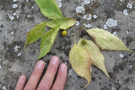  picture  Westerse_Netelboom--Zwepenboom |Celtis_occidentalis