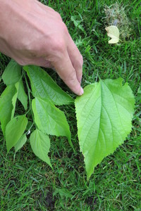  picture  Westerse_Netelboom--Zwepenboom |Celtis_occidentalis