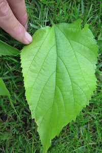  picture  Westerse_Netelboom--Zwepenboom |Celtis_occidentalis